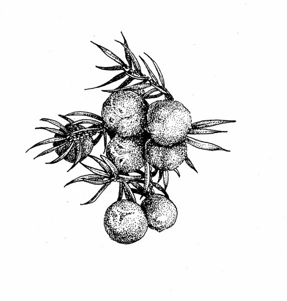 Ягоды можжевельника гравюра