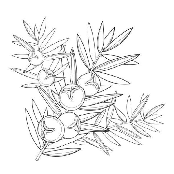 Ягодный тис раскраска для детей