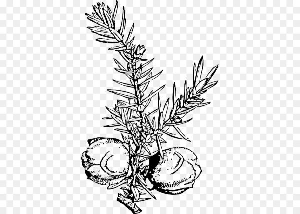 Можжевельник раскраска для детей