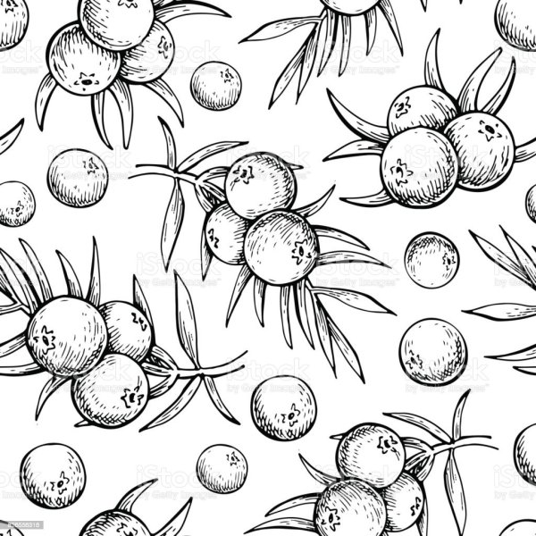 Раскраски ягоды можевельник