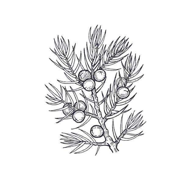 Можжевельник вектор