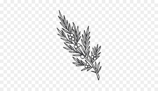 Можжевельник эскиз