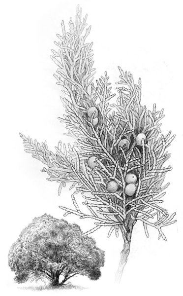 Можжевельник раскраска