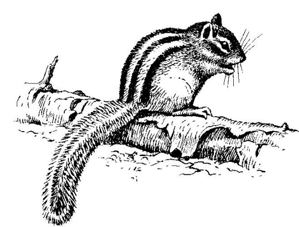 Сумчатый бурундук