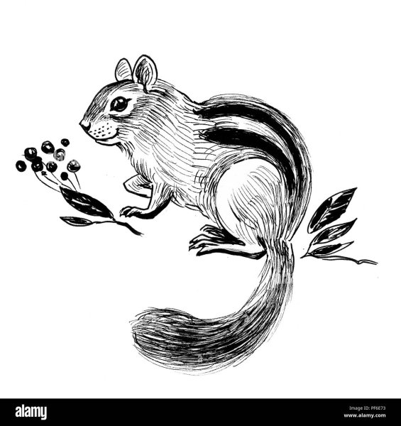 Бурундук раскраска для детей