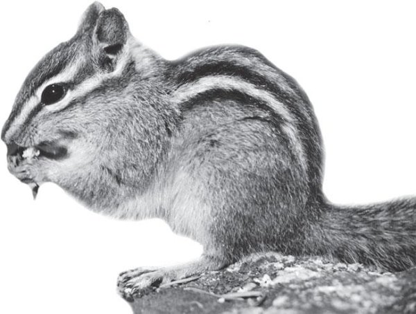 Бурундук раскраска для детей