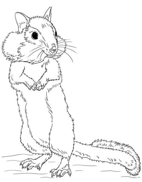 Нарисовать бурундука