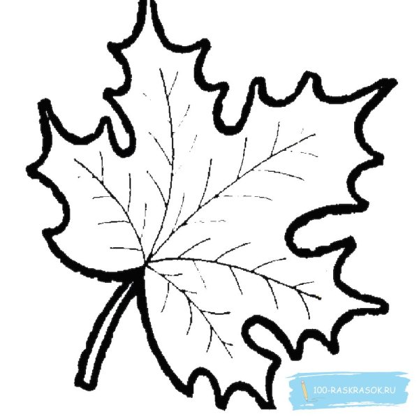 Раскраска клён с листьями для дошкольников