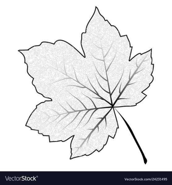 Лист клена раскраска