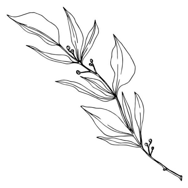 Эвкалипт вектор