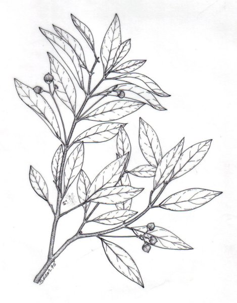 Эвкалипт раскраска