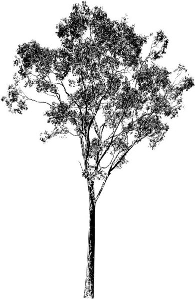 Деревья для фотошопа Графика