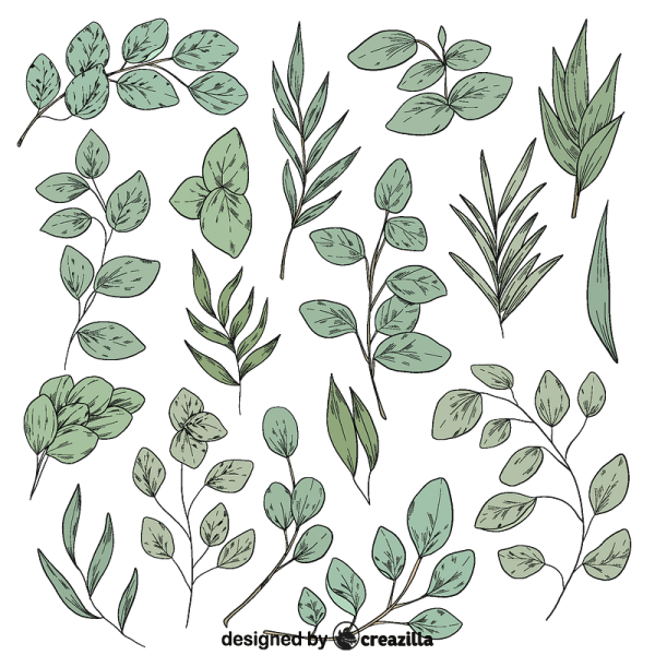 Ветка эвкалипта контур вектор