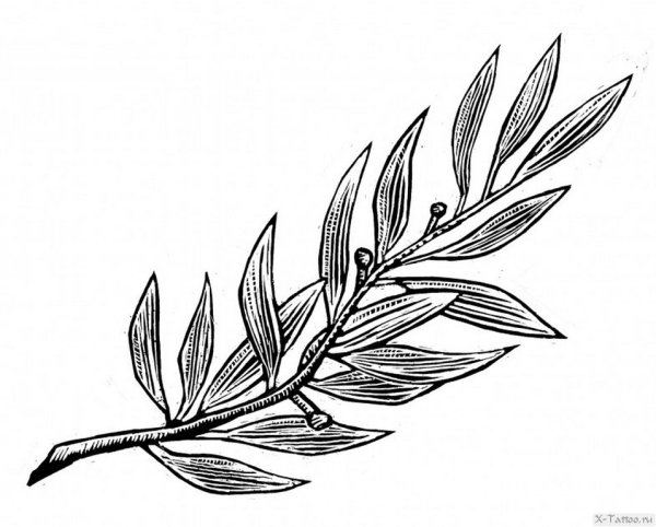 Листья эскиз