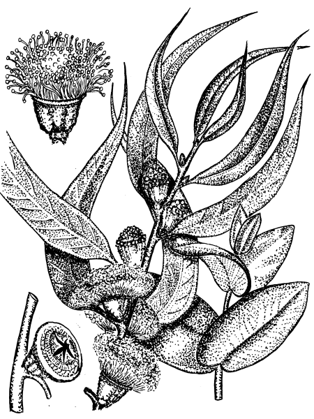 Эвкалипт прутовидный Фармакогнозия