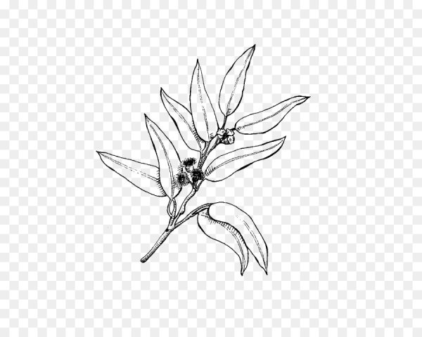 Эвкалипт карандашом