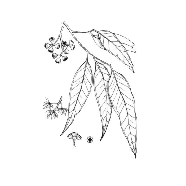 Эвкалипт растение раскраска