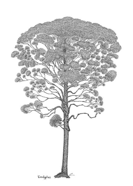Эвкалипт нарисовать дерево