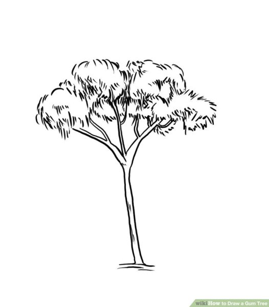 Эвкалипт раскраска