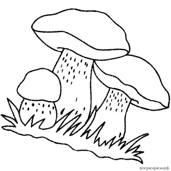 Контур гриба Боровика