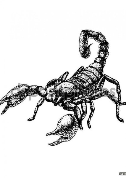 Скорпион иллюстрация
