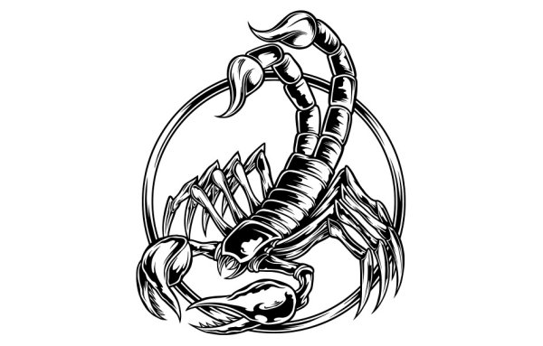 Скорпион векторное изображение