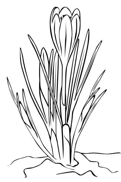 Первоцветы раскраска для детей