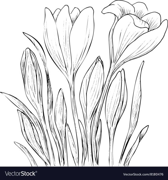 Раскраска безвременника для детей