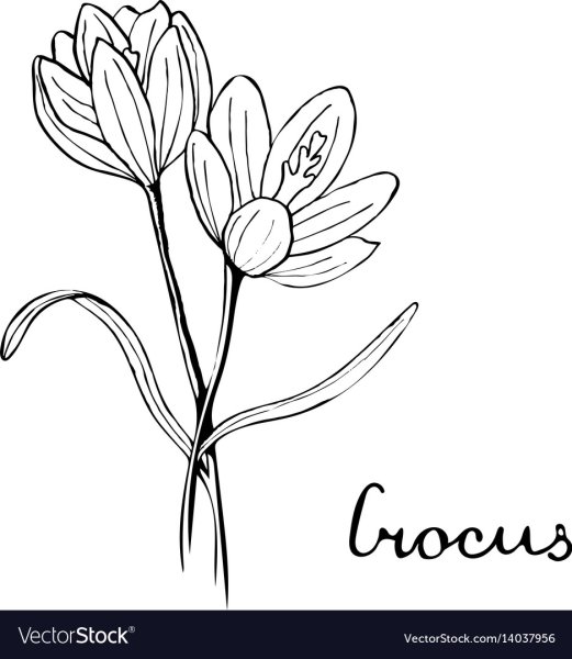 Шафран раскраска