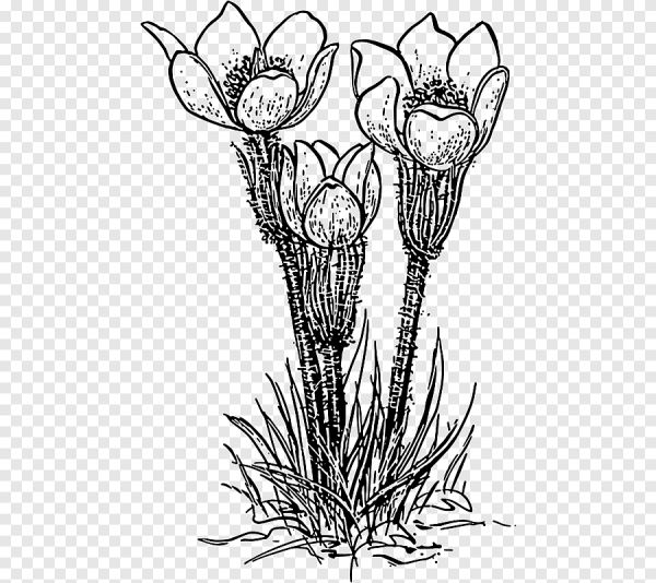 Крокус цветок