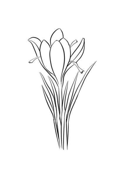 Крокус раскраска