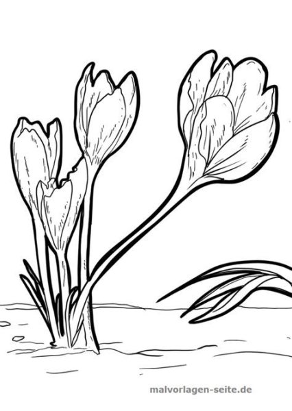 Крокус раскраска