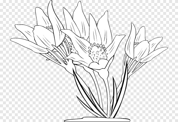 Тюльпан Шренка рисунок