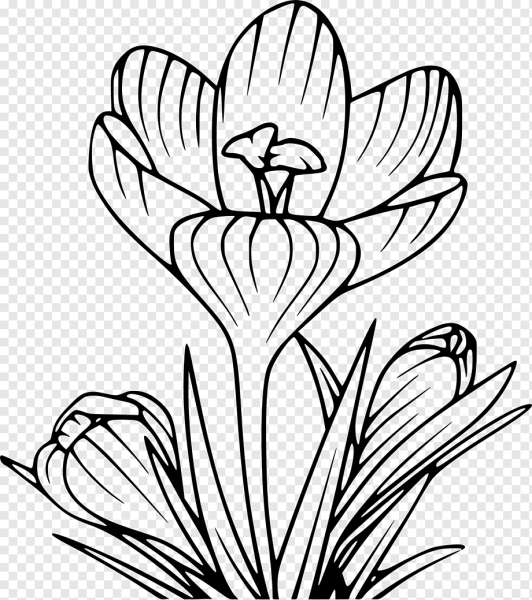 Крокусы раскраска для детей