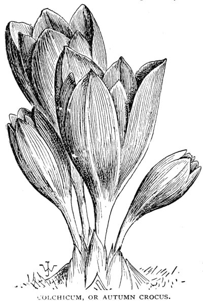 Крокусы карандашом