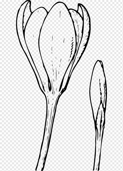 Крокус цветок раскраска