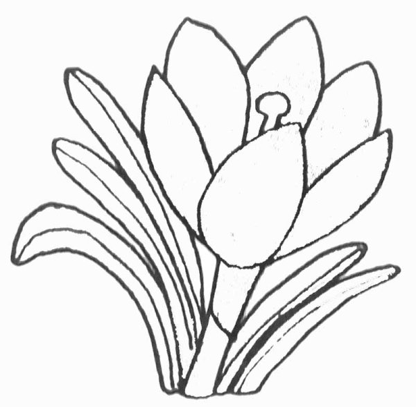 Подснежник раскраска