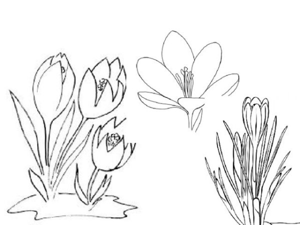 Крокусы карандашом