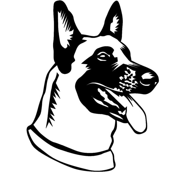 Бельгийская овчарка малинуа рисунок