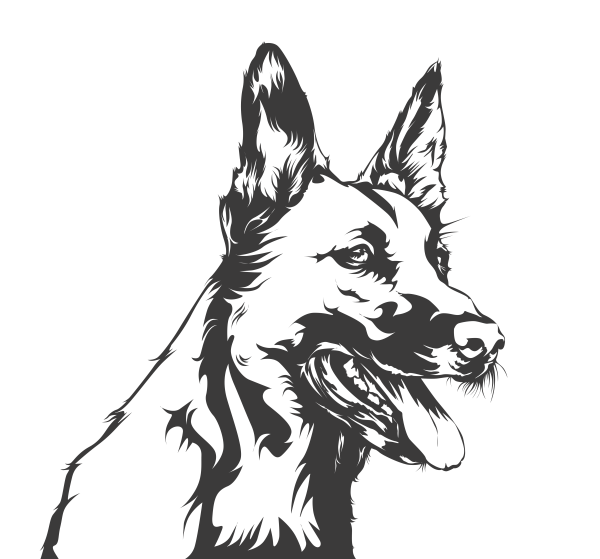 Малинуа Malinois