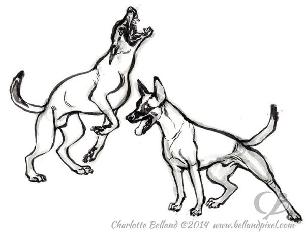 Бельгийская овчарка малинуа арт