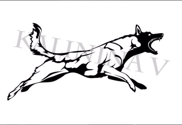 Бельгийская овчарка малинуа рисунок