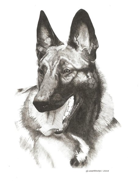 Малинуа векторный рисунок