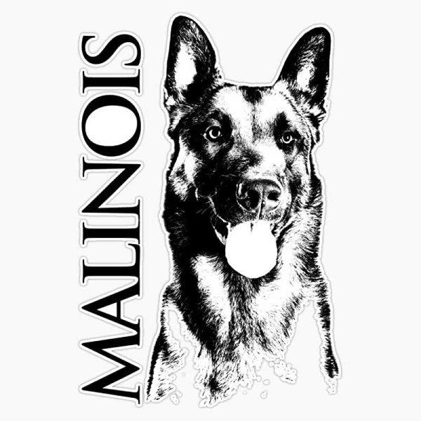 Бельгийская овчарка малинуа вектор