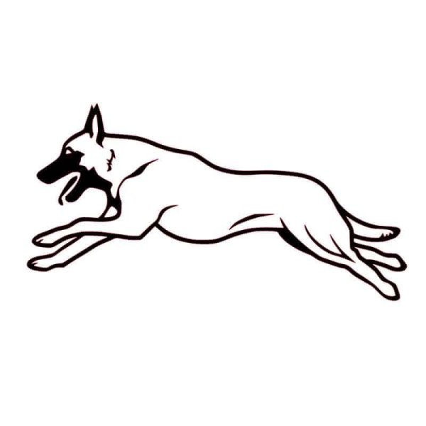 Портрет собаки малинуа