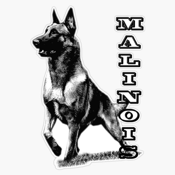 Малинуа изображение вектор