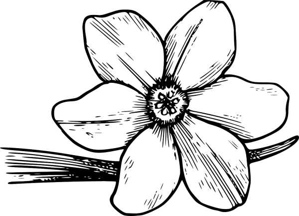 Цветочки карандашом