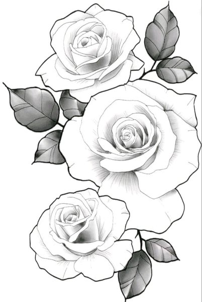 Роза эскиз