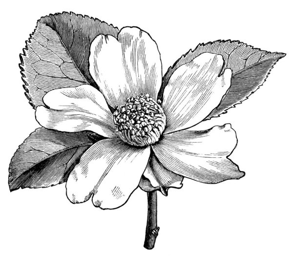 Цветы рисунок