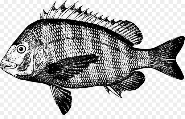 Рыба рисунок